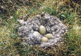 3 Kammer Eiderdaunen-Kopfkissen mit Seide "Princess"