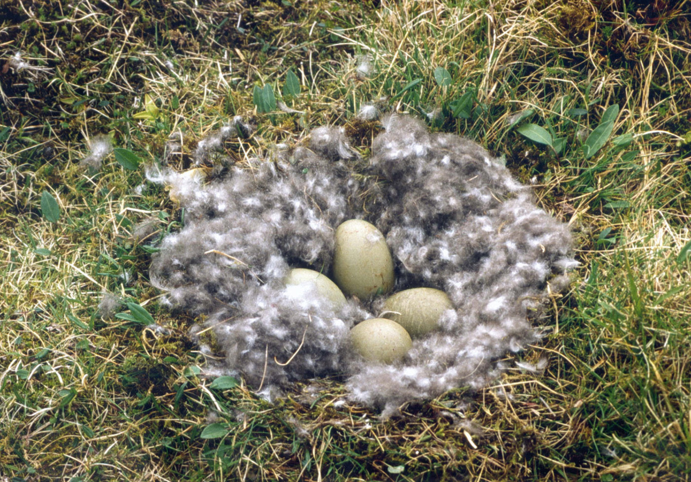 Kopfkissen Eiderdaunen/Seide "Earl"